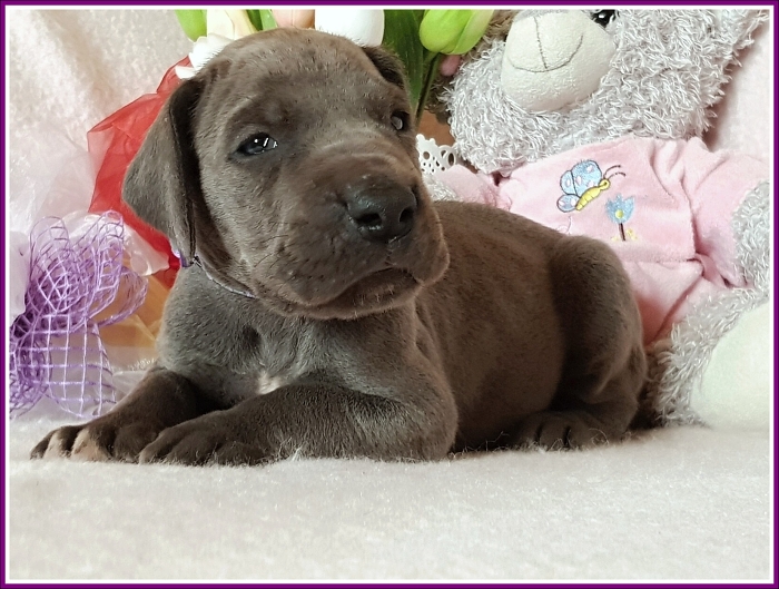 Litter Q - 3 weeks